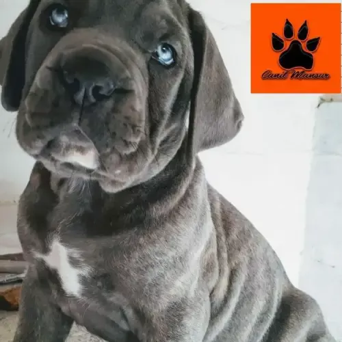 Cane Corso filhote: Preço, cuidados e onde comprar com segurança