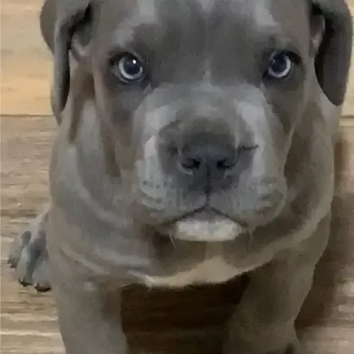 Cane Corso filhote: Tudo o que você precisa saber antes de ter um