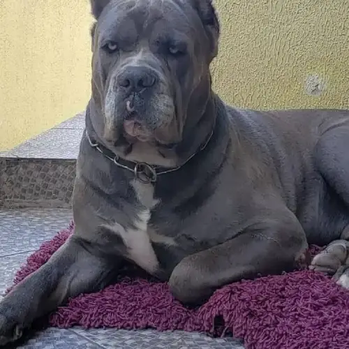 Como é conviver com um Cane Corso italiano em casa? Como é conviver com um Cane Corso italiano em casa?