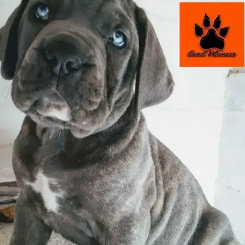 Como socializar um cachorro cane corso filhote com crian&ccedil;as e outros animais