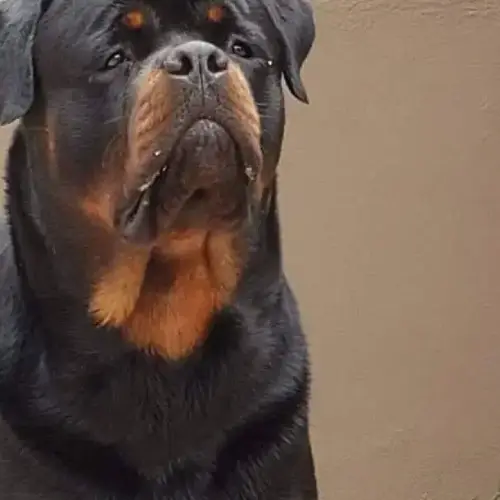 Guia de cuidados para quem tem um cachorro rottweiler cabe&ccedil;a de touro