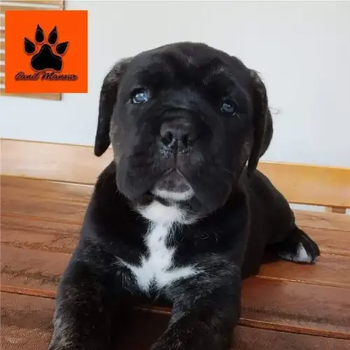 O que esperar do crescimento de um Cane Corso filhote mês a mês