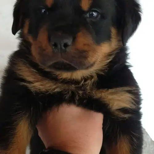 Onde comprar filhote de Rottweiler em São Paulo e o que considerar sobre o criador