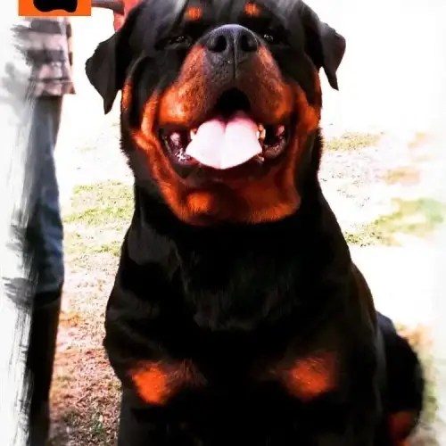 Rottweiler alemão gigante Rottweiler alemão gigante