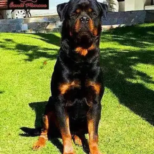 Rottweiler alemão Rottweiler alemão