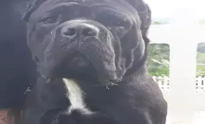 Saiba mais sobre Cachorro Cane Corso: Conheça tudo sobre a raça italiana de guarda