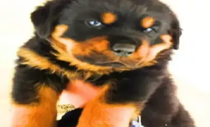 Saiba mais sobre Cachorro rottweiler filhote em fase de crescimento: O que observar mês a mês