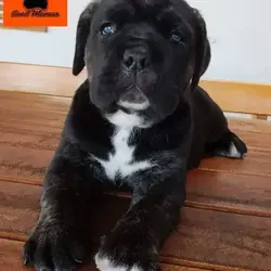 Saiba mais sobre Cane Corso filhote macho ou fêmea: Qual escolher?