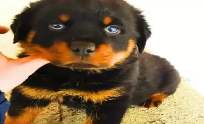 Saiba mais sobre Filhote de rottweiler e os cuidados essenciais nas primeiras semanas