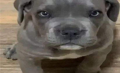 Saiba mais sobre Guia prático para criar um filhote de cane corso com equilíbrio e segurança