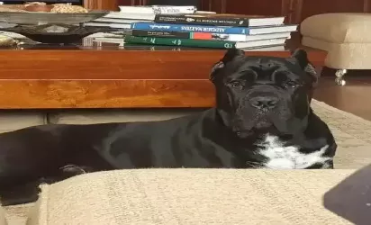 Saiba mais sobre Guia prático para quem deseja ter um Cane Corso Italiano em casa