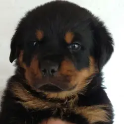 Saiba mais sobre Onde comprar filhote de Rottweiler em São Paulo e o que considerar sobre o criador