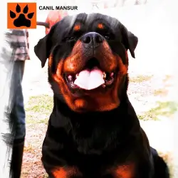 Rottweiler alemão gigante