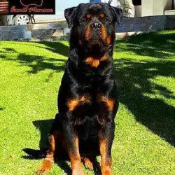 Rottweiler alemão