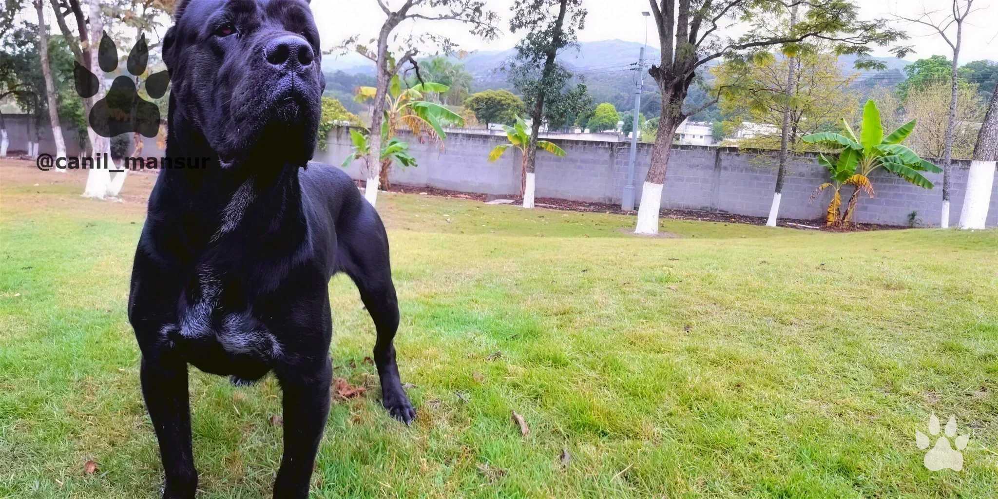 Cane Corso Italiano adulto do plantel do Canil Mansur