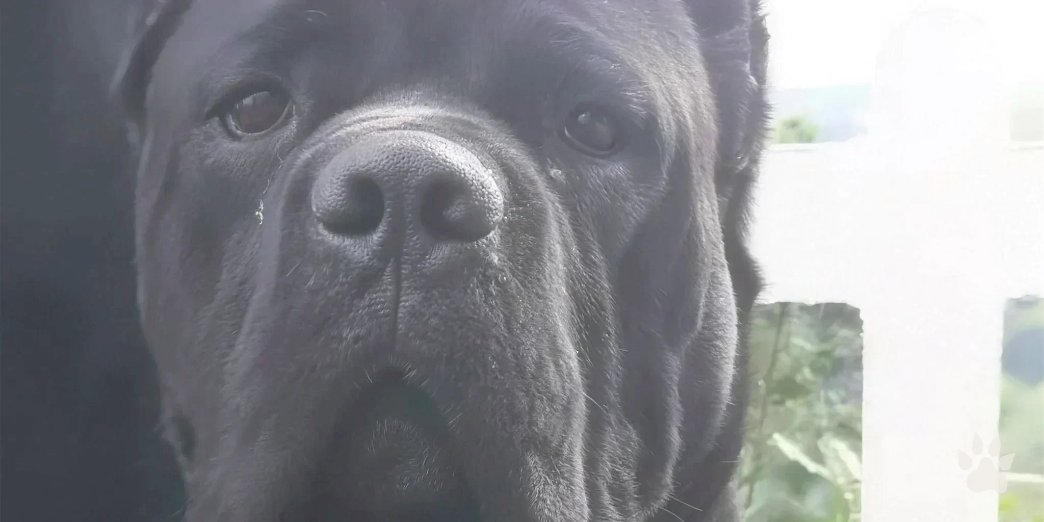 Rosto de um Cane Corso preto adulto em close