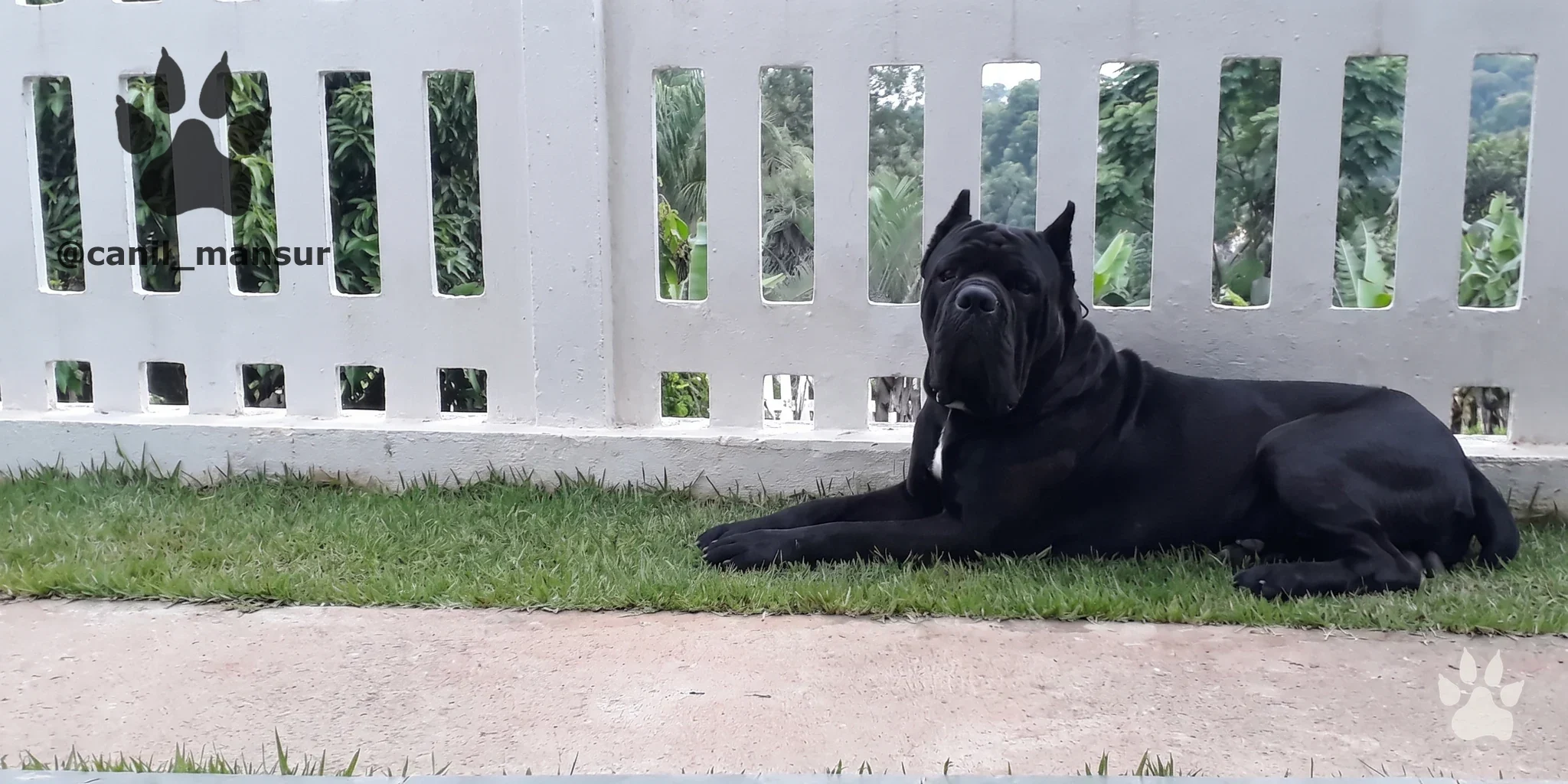 Cane Corso adulto deitado no gramado junto à cerca, no Canil Mansur