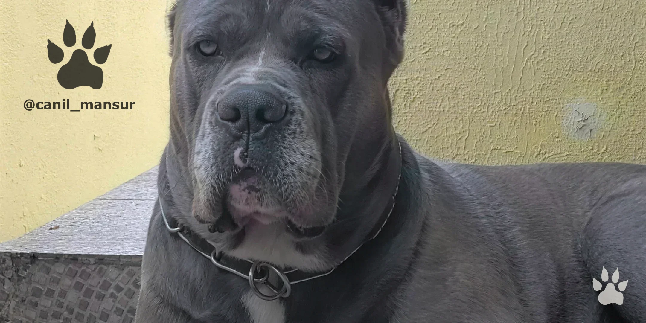 Cane Corso Italiano do Canil Mansur em ambiente doméstico