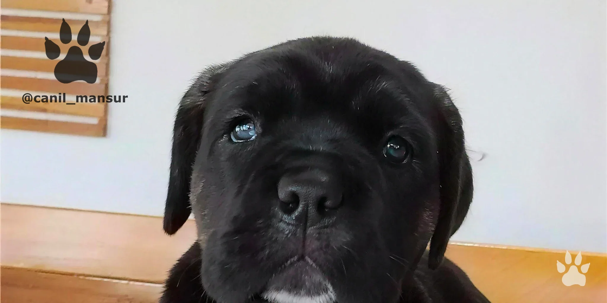 Cane Corso Italiano fêmea do Canil Mansur