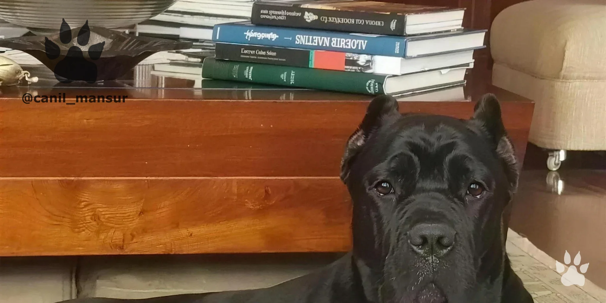 Cane Corso Italiano adulto do plantel do Canil Mansur