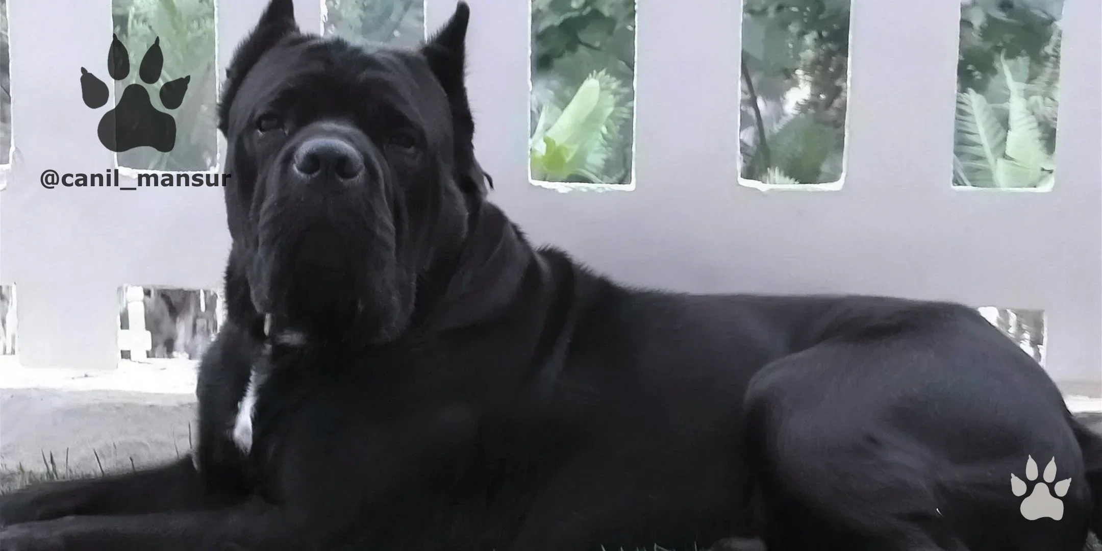 Cane Corso Italiano adulto do plantel do Canil Mansur