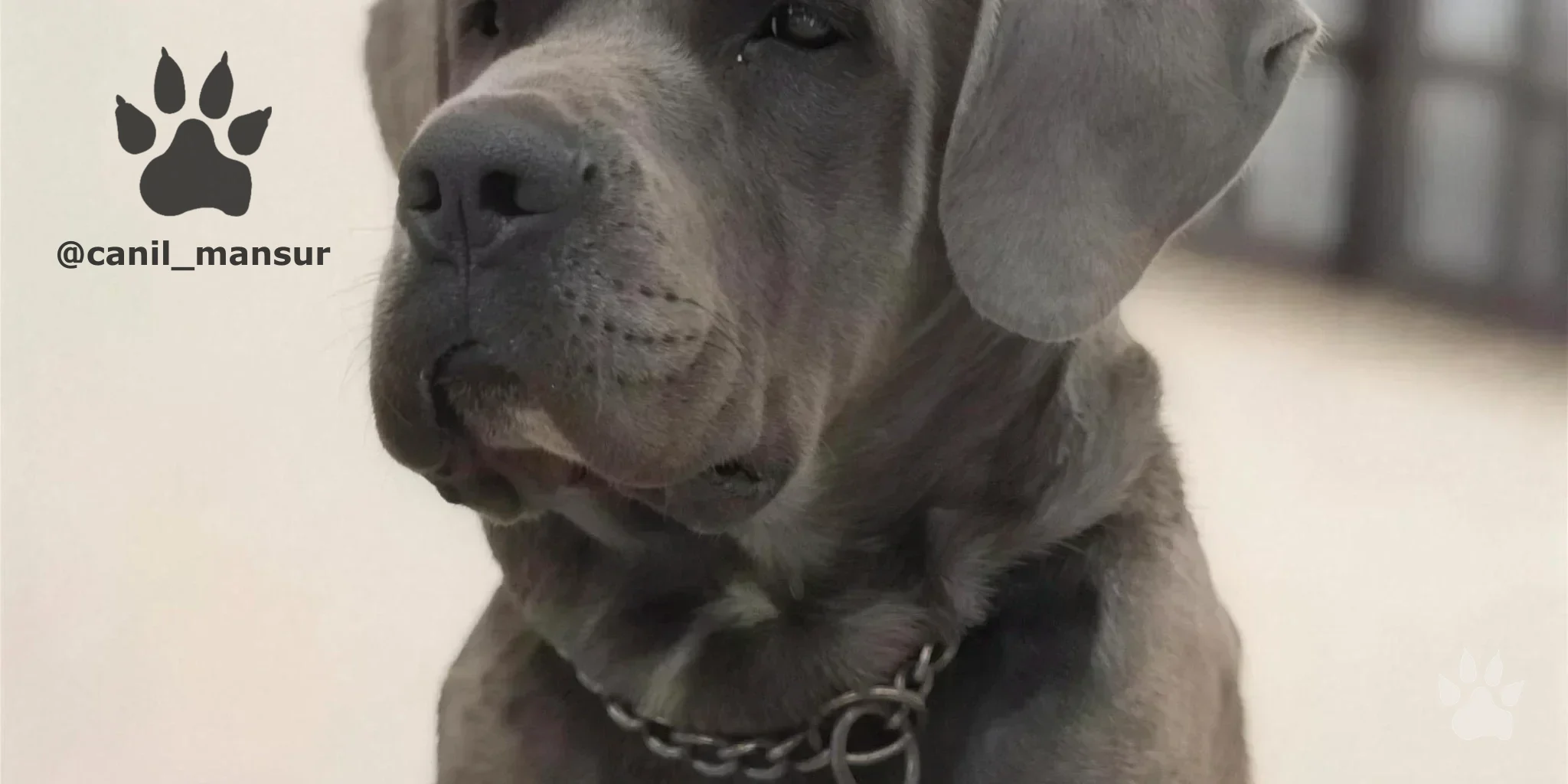 Cane Corso Italiano adulto do plantel do Canil Mansur