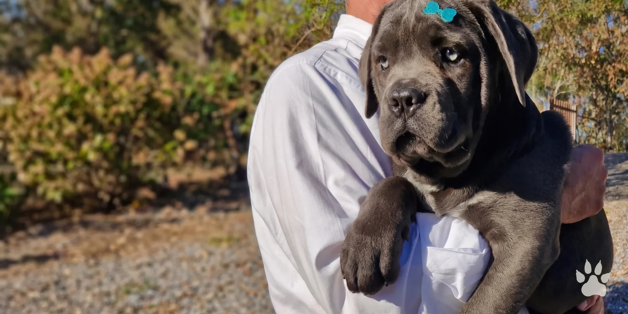 Filhote de Cane Corso no colo do tutor