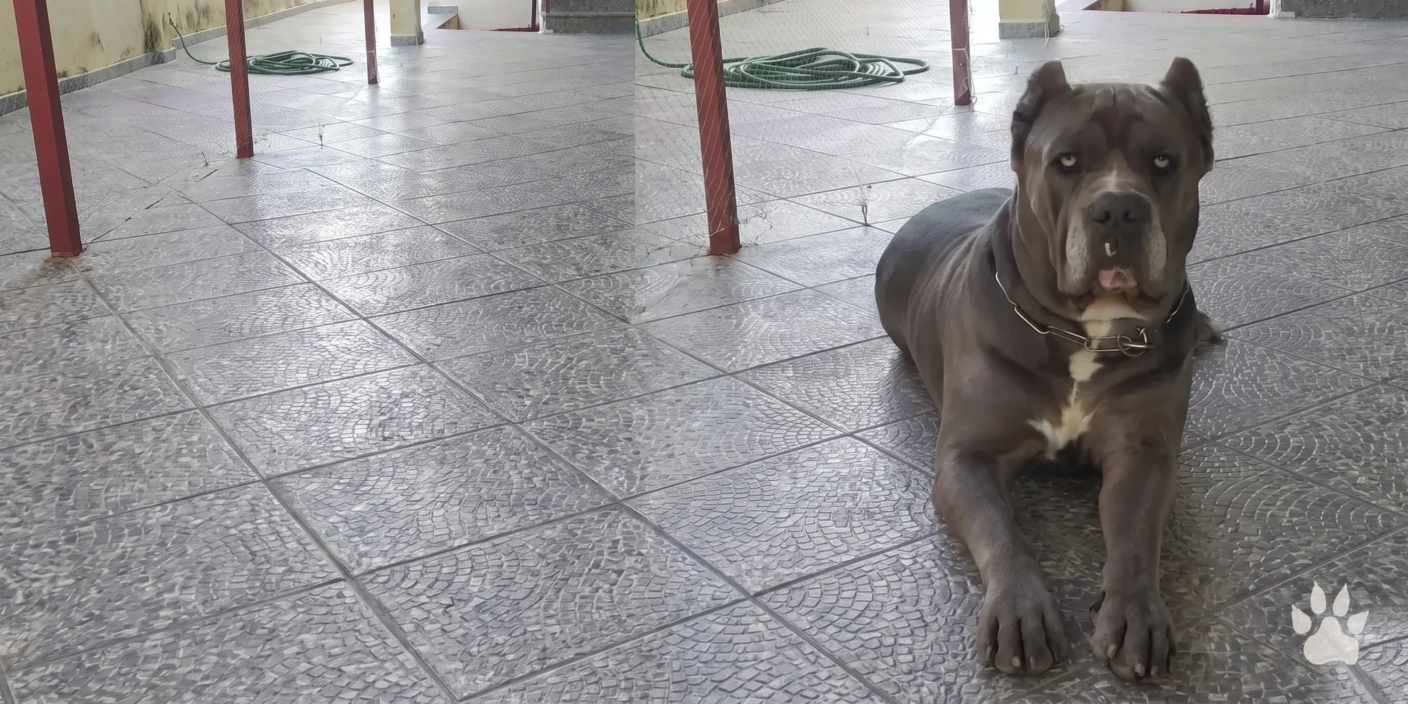 Cane Corso cinza adulto deitado em piso de cerâmica