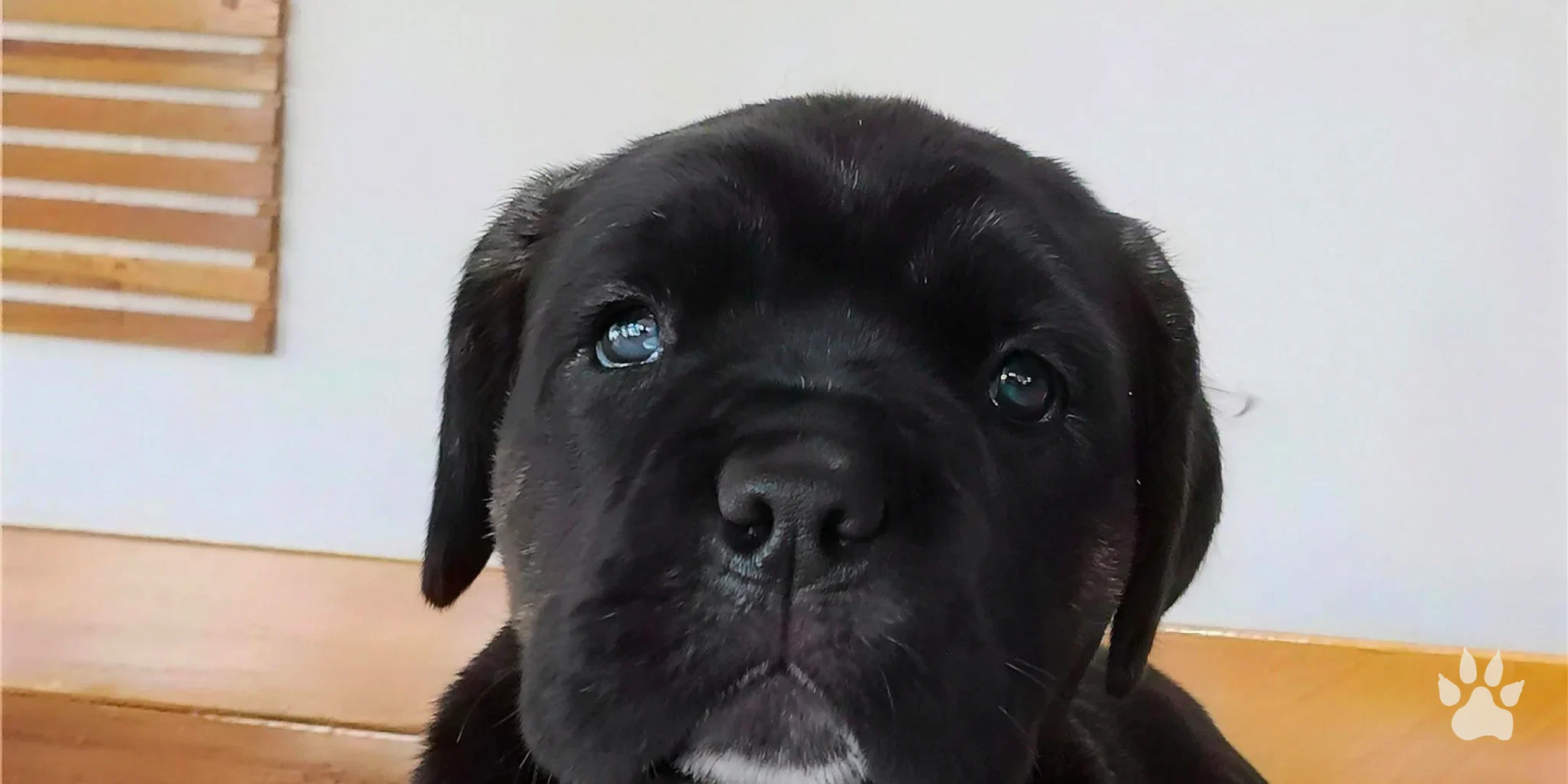 Filhote de Cane Corso preto olhando para a câmera