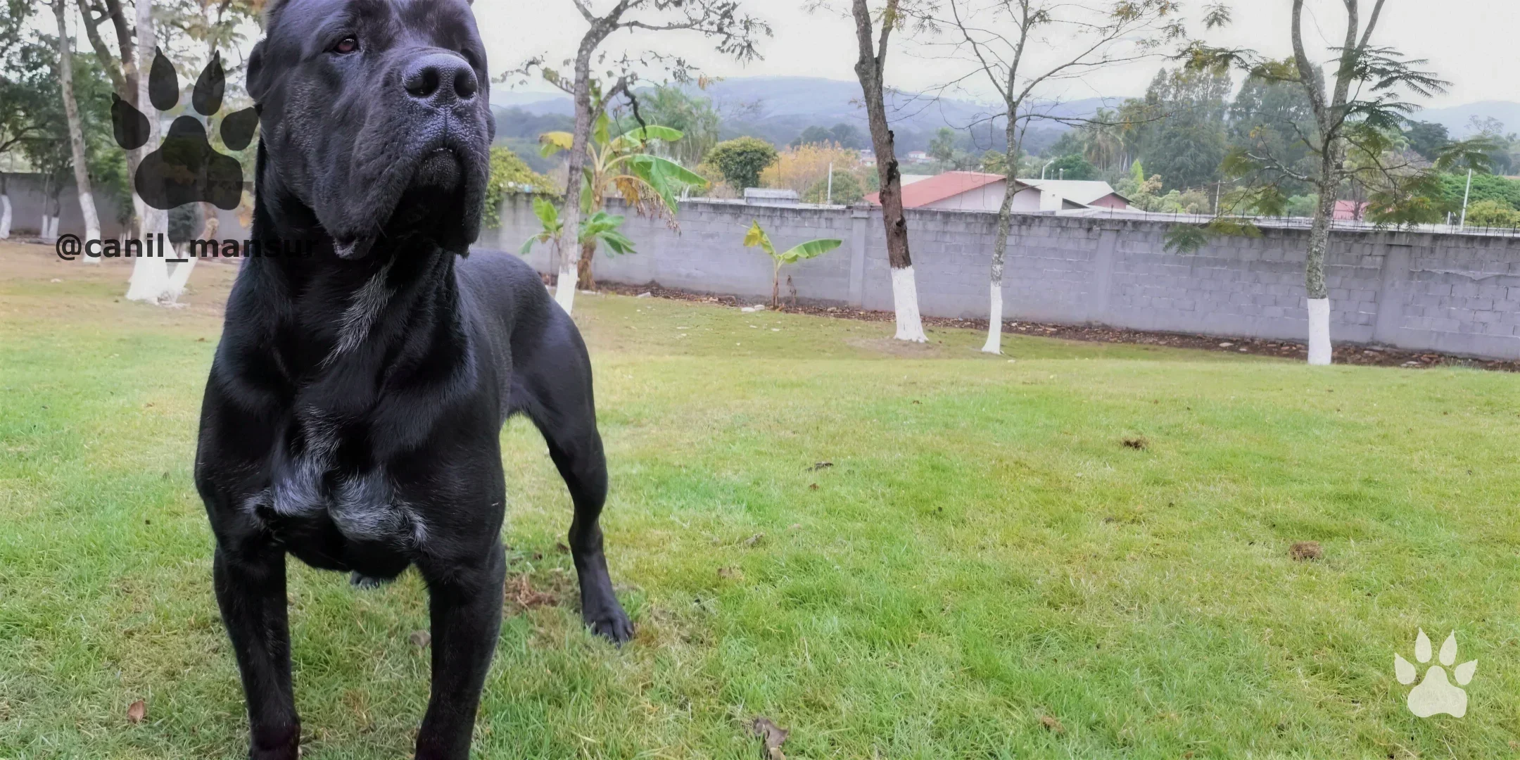 Cane Corso Italiano adulto do plantel do Canil Mansur