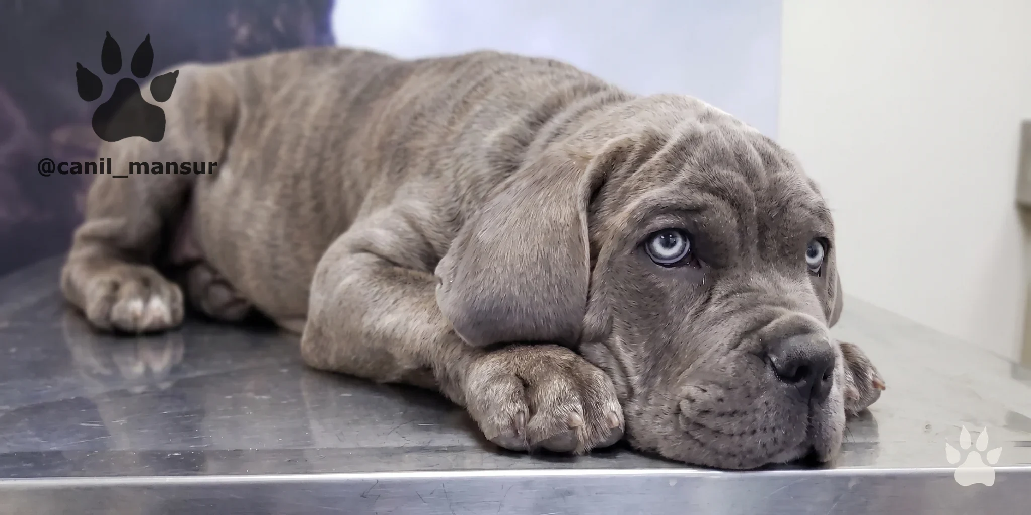 Cane Corso Italiano do Canil Mansur em ambiente doméstico