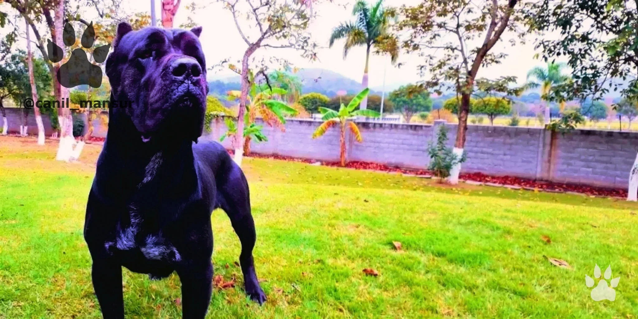 Cane Corso Italiano adulto do plantel do Canil Mansur