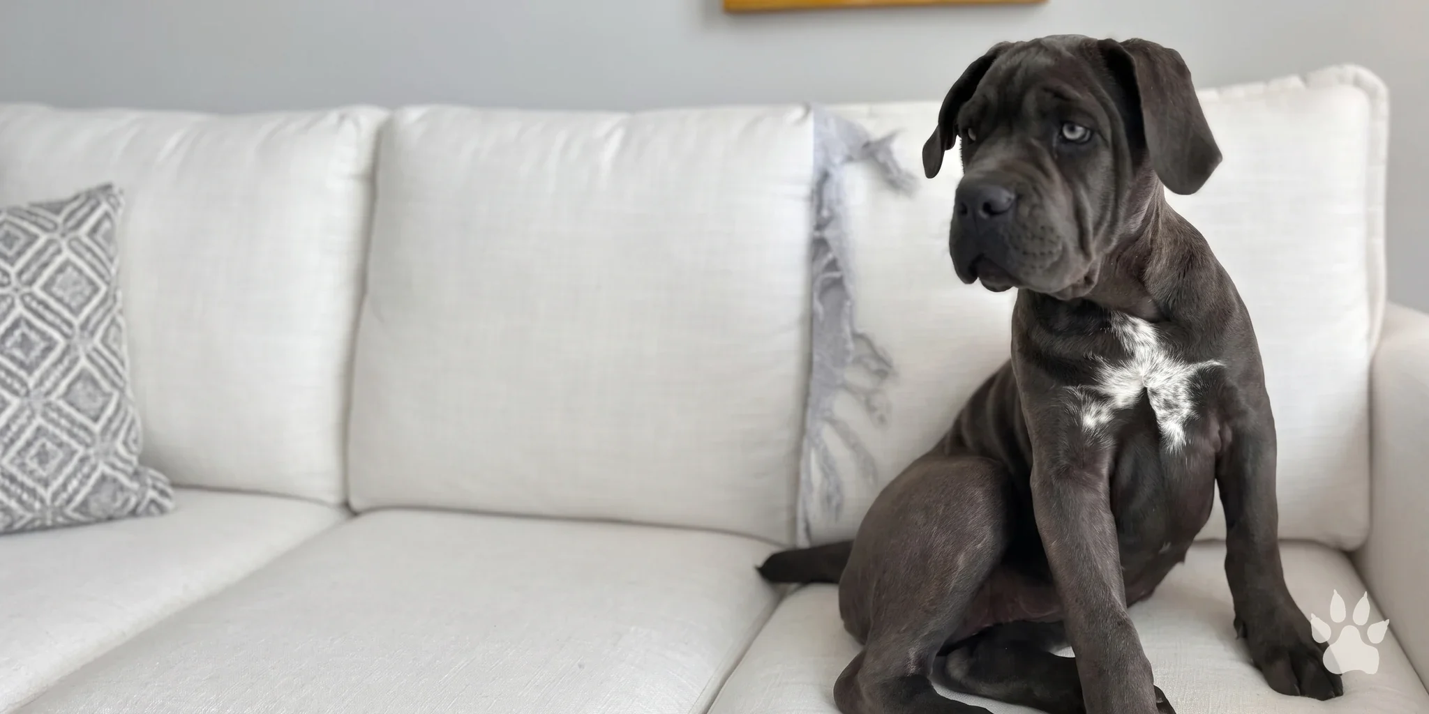 Filhote de Cane Corso sentado em um sofá branco