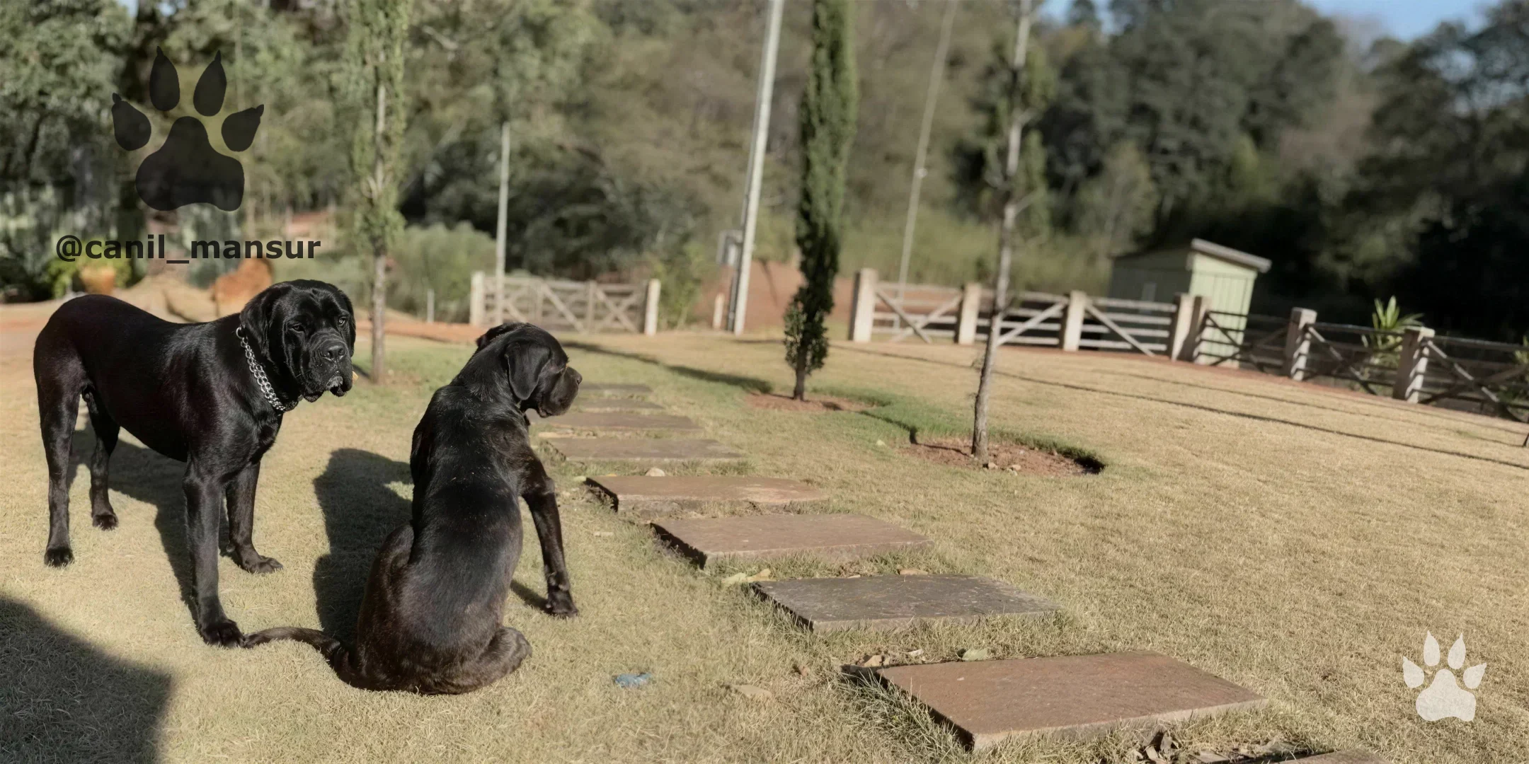 Cane Corso Italiano adulto do plantel do Canil Mansur