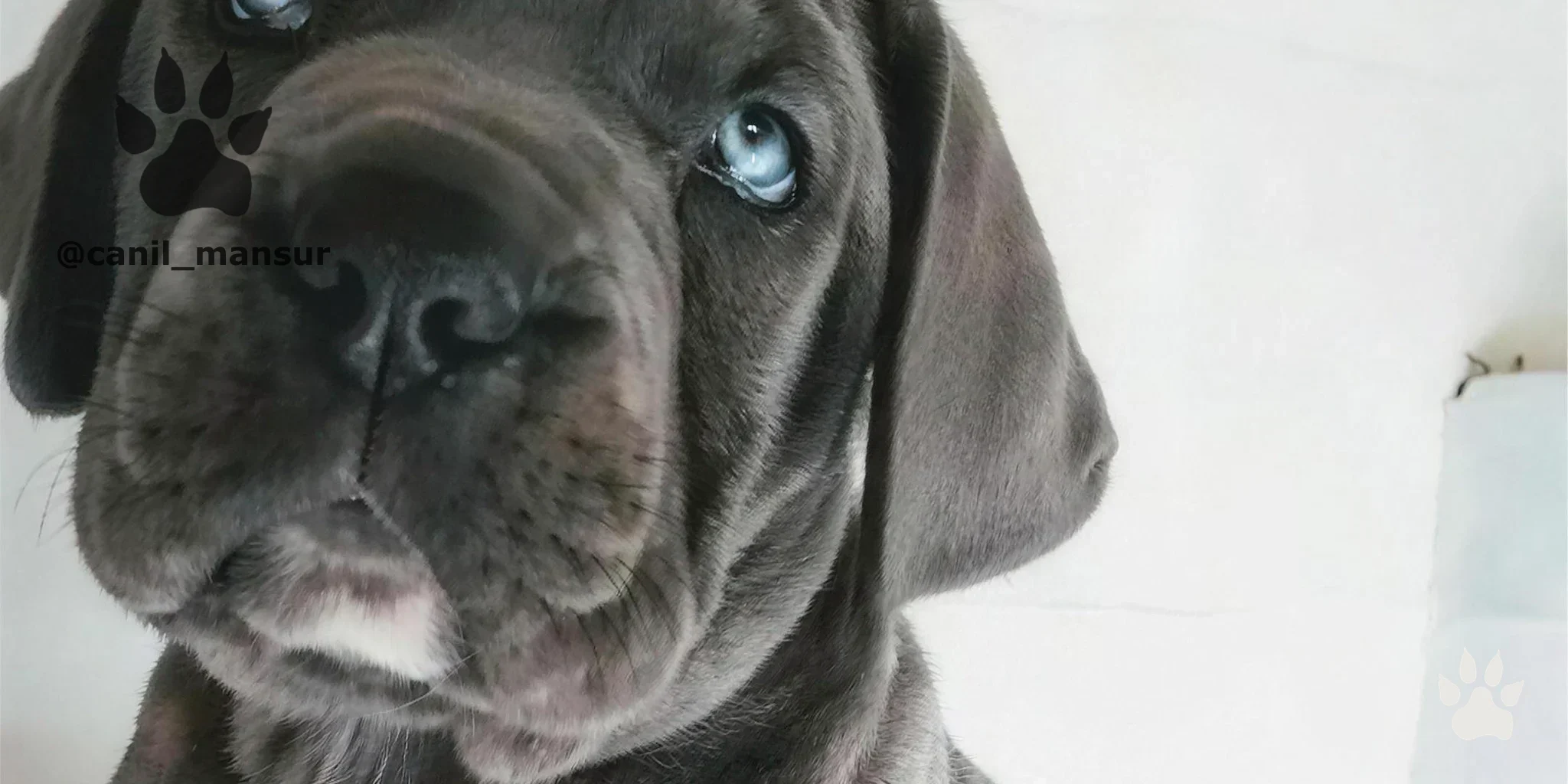 Cane Corso Italiano adulto do plantel do Canil Mansur