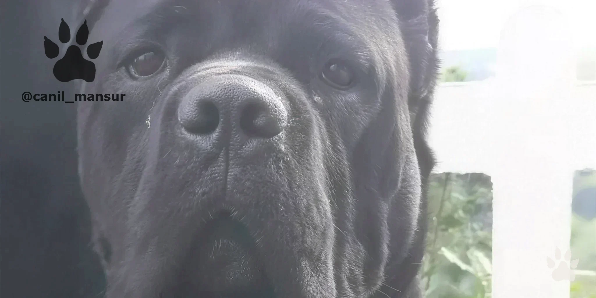 Cane Corso Italiano adulto do plantel do Canil Mansur