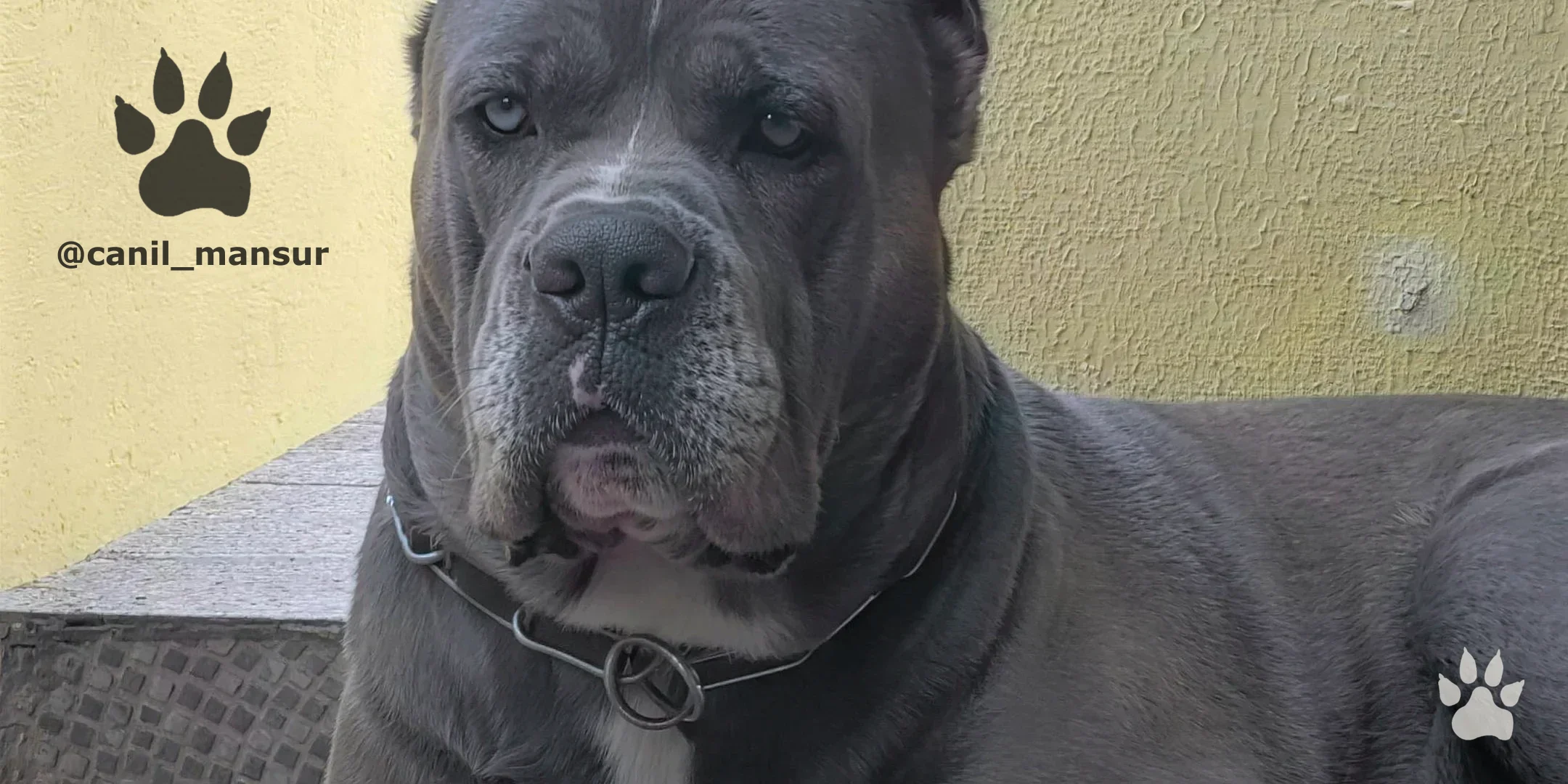 Filhote de Cane Corso Italiano do Canil Mansur