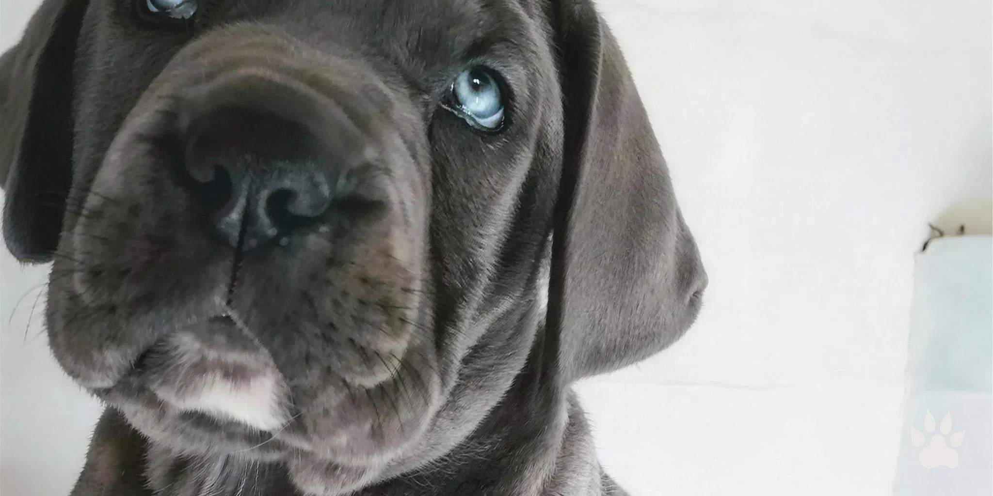 Filhote de Cane Corso cinza de olhos claros em close