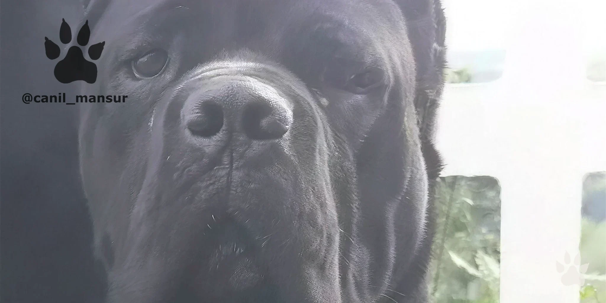 Cane Corso Italiano do Canil Mansur em ambiente doméstico
