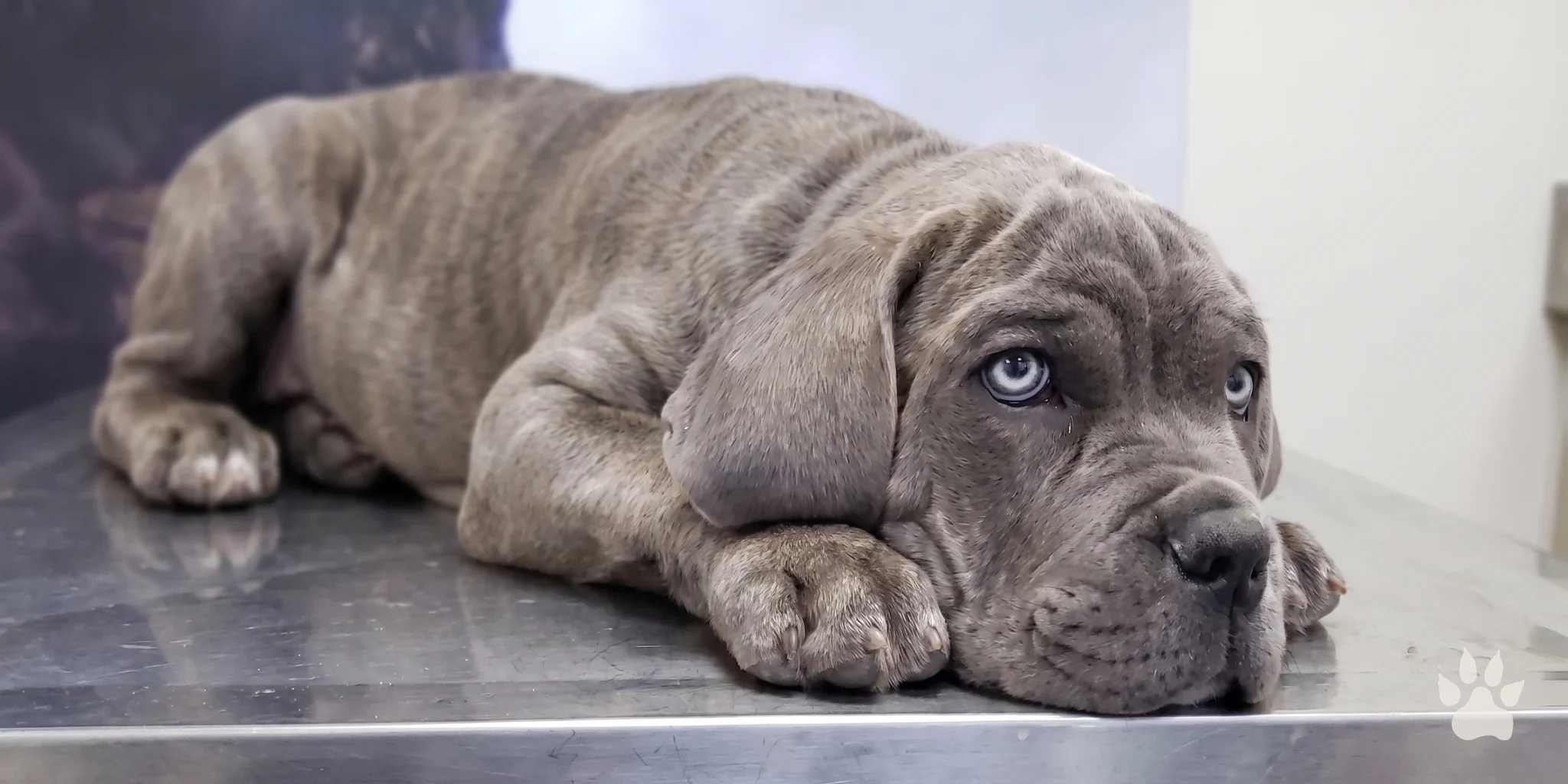 Filhote de Cane Corso cinza deitado sobre uma mesa de inox