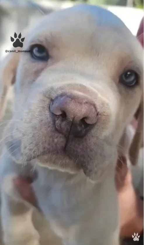 Filhote de Cane Corso de pelagem clara olhando para a camera
