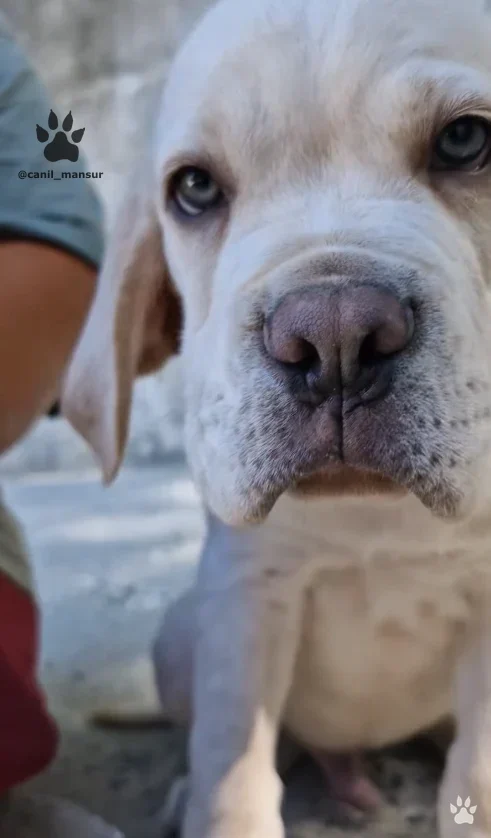 Cabeca de filhote de Cane Corso claro, de perto