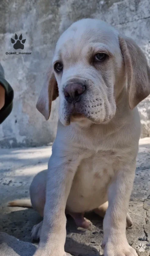 Filhote de Cane Corso de pelagem clara sentado, no Canil Mansur