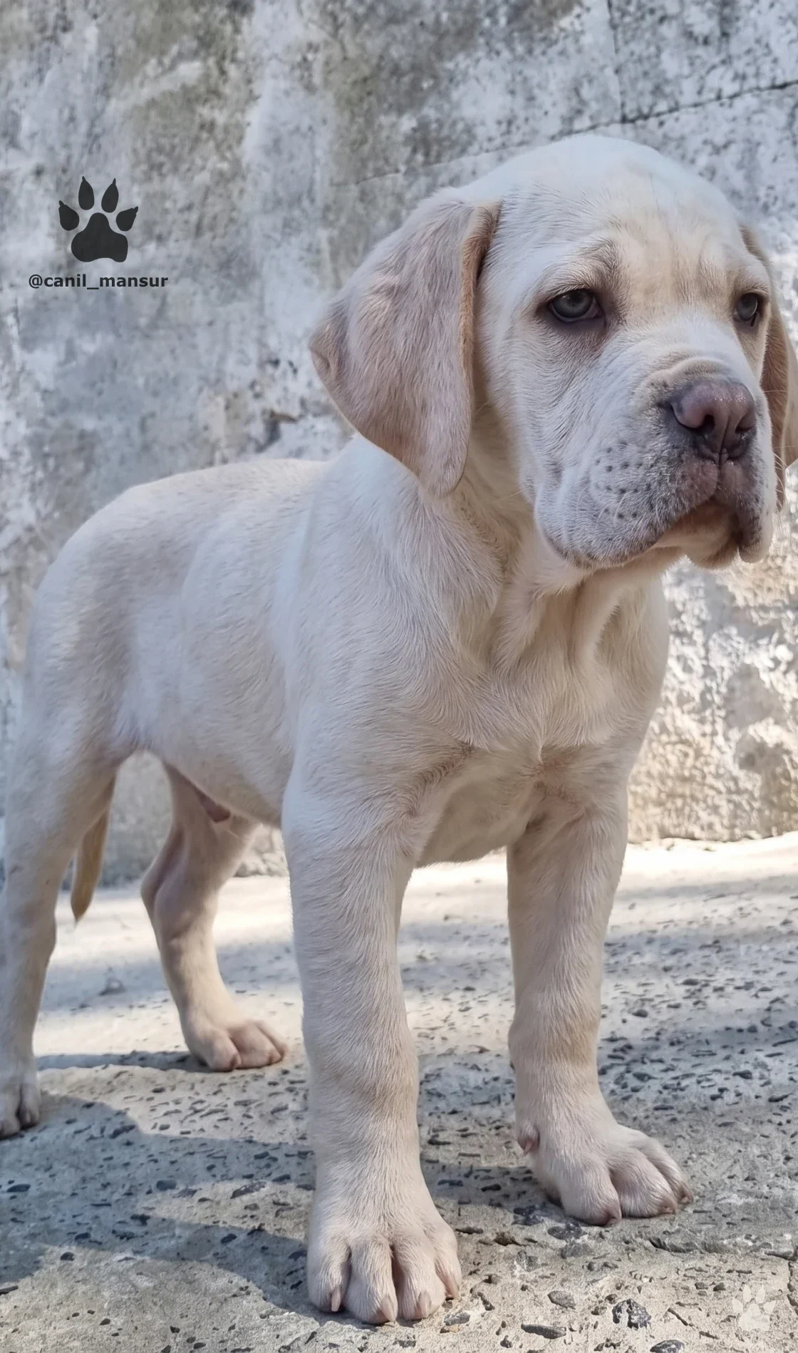 Filhote de Cane Corso claro em pe, mostrando a estrutura