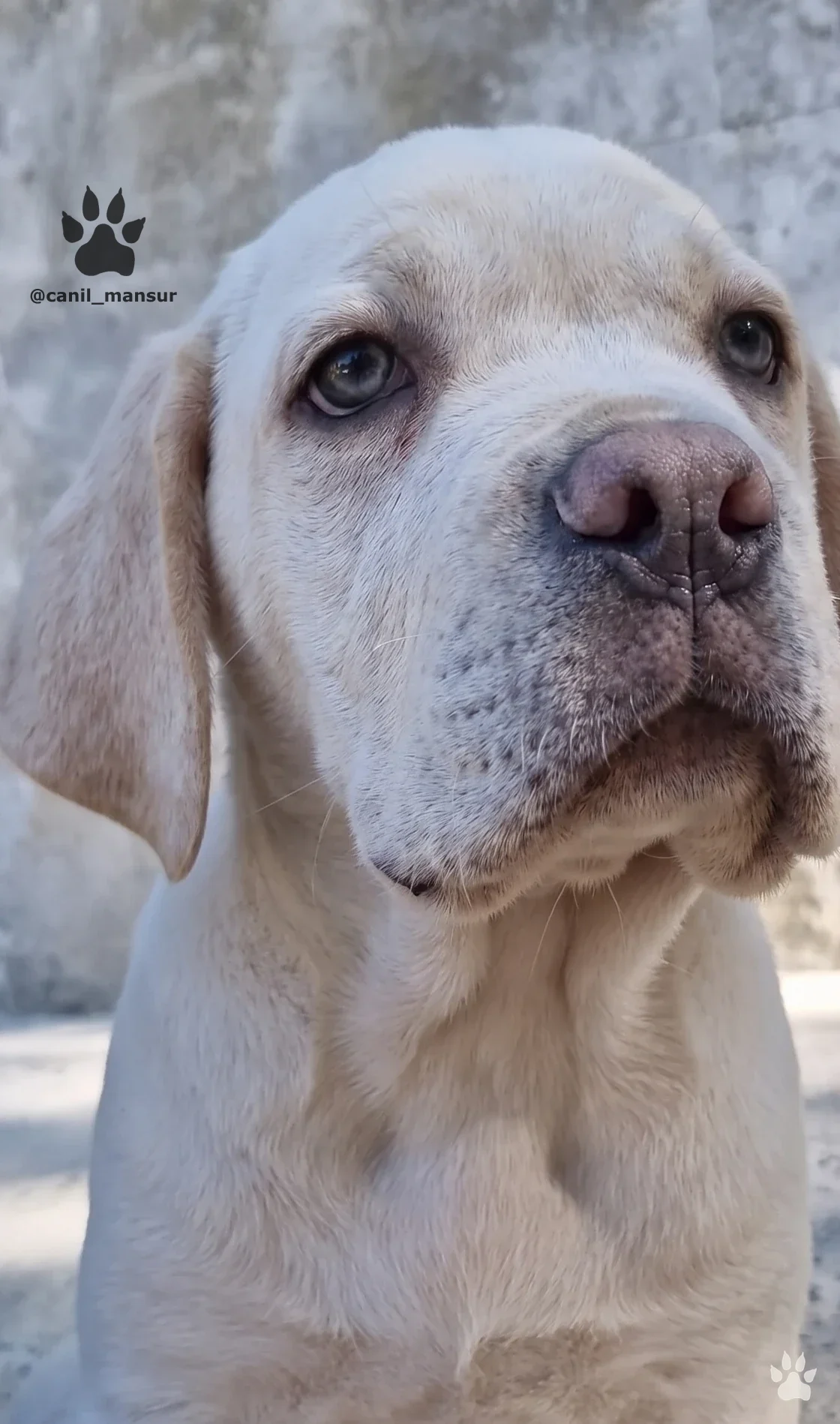 Retrato de filhote de Cane Corso claro, com trufa e bordas dos olhos pigmentadas