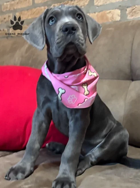 Filhote de Cane Corso cinza sentado no sofa, com os olhos ainda azulados
