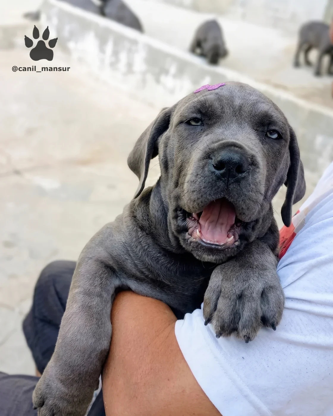 Filhote de Cane Corso cinza bocejando no colo, com sono