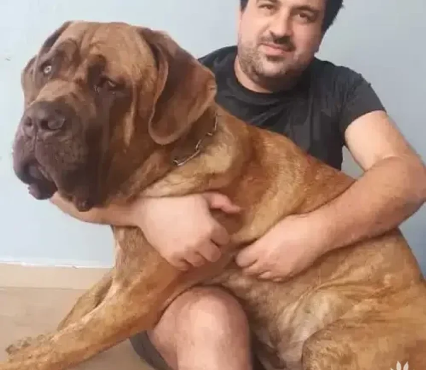 Cane Corso adulto de pelagem fulva avermelhada no colo do tutor