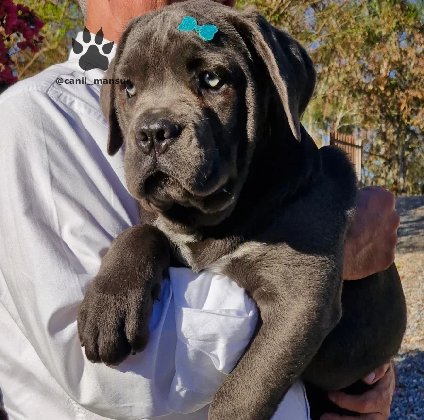Filhote de Cane Corso preto no colo, ao ar livre