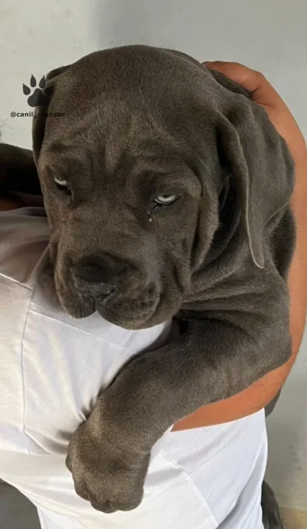 Filhote de Cane Corso preto no colo, com sono